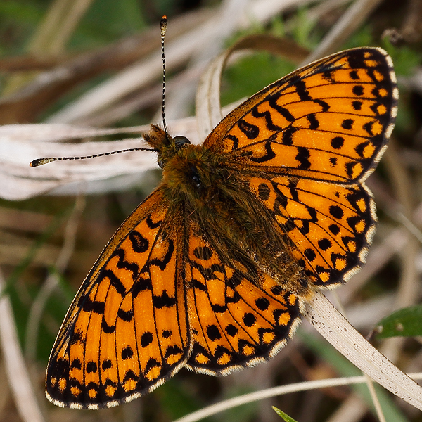 Boloria selene