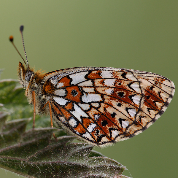 Boloria selene