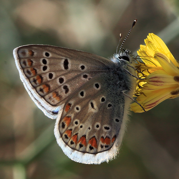 Polyommatus celina