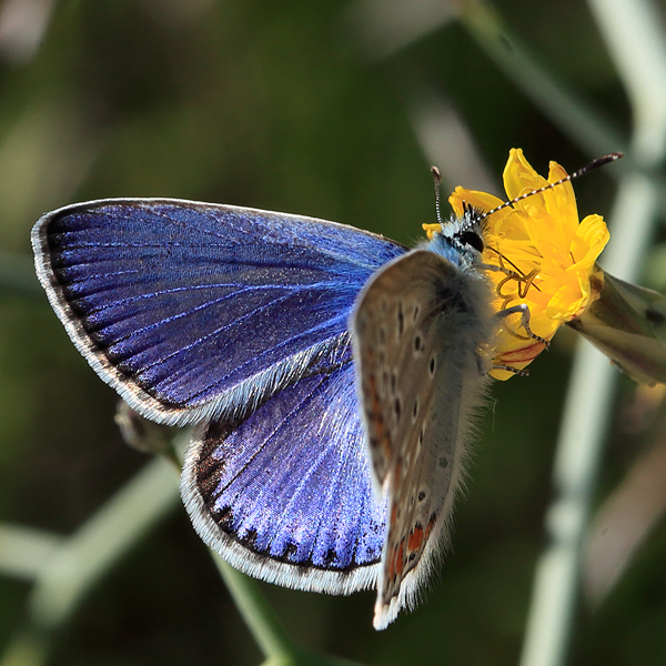 Polyommatus celina