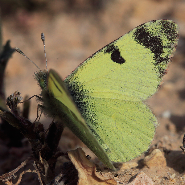 Euchloe charlonia