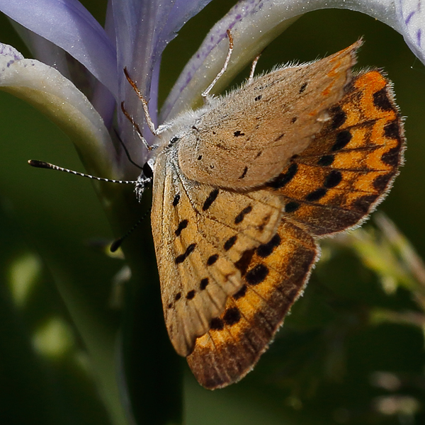 Lycaena helloides