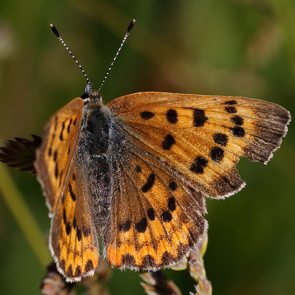 Lycaena helloides