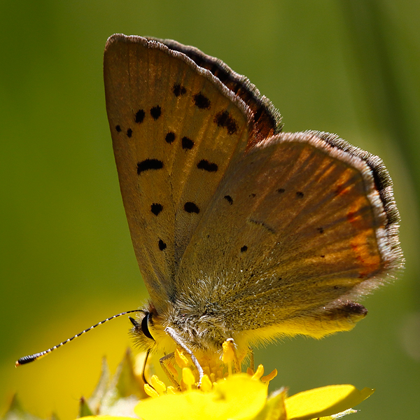 Lycaena nivalis