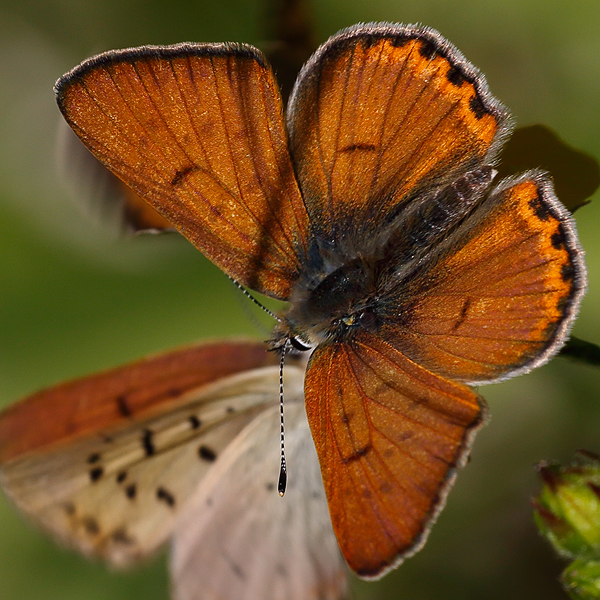 Lycaena nivalis