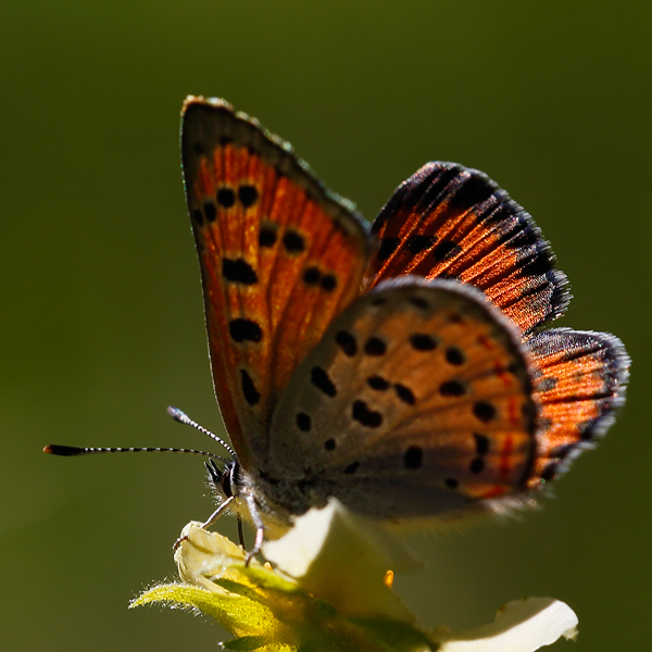 Lycaena cupreus