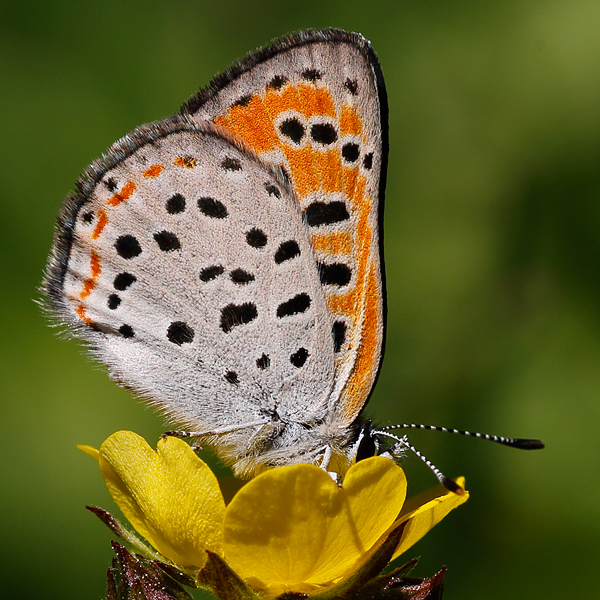 Lycaena cupreus