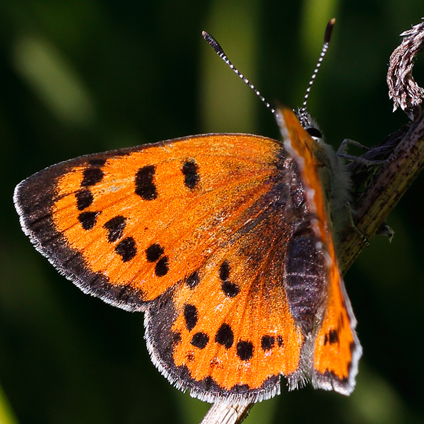 Lycaena cupreus