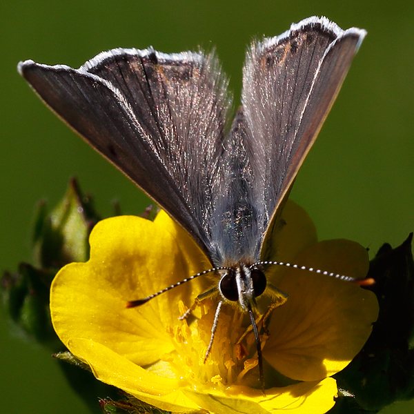 Lycaena editha