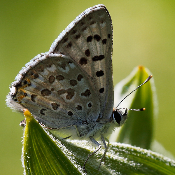 Lycaena editha