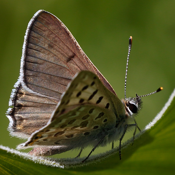 Lycaena editha