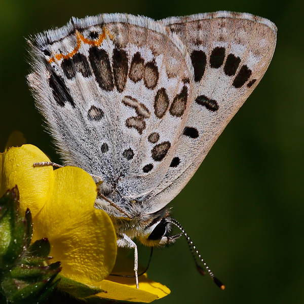 Lycaena editha