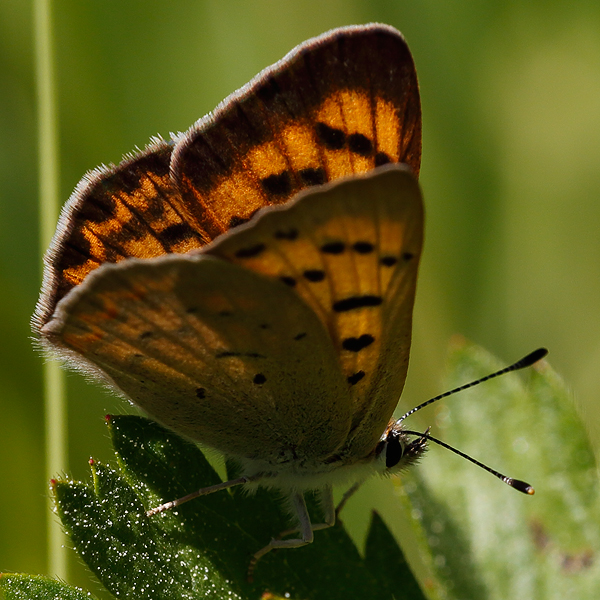 Lycaena nivalis