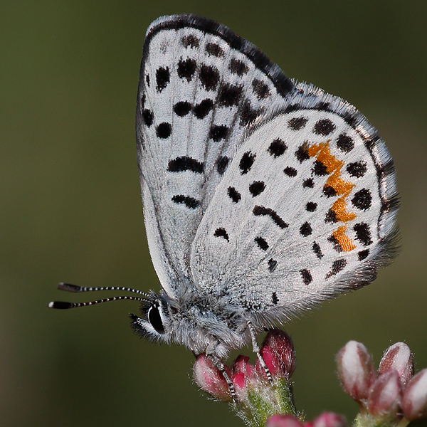 Euphilotes enoptes