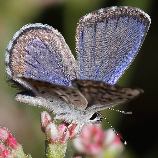 Euphilotes enoptes