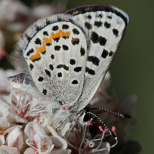 Euphilotes bernardino