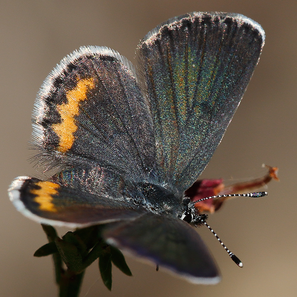 Euphilotes bernardino