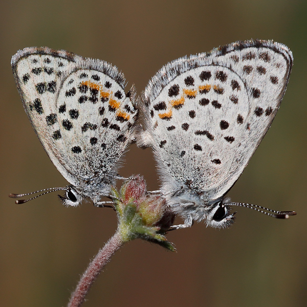 Euphilotes bernardino