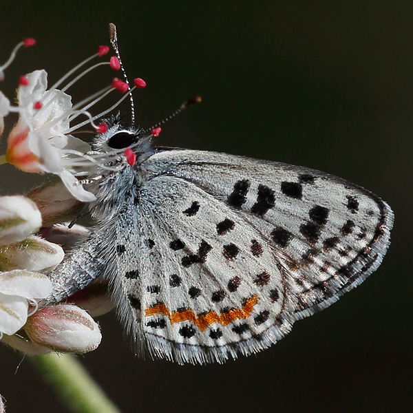 Euphilotes bernardino