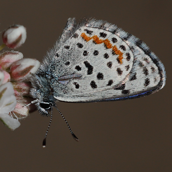 Euphilotes bernardino