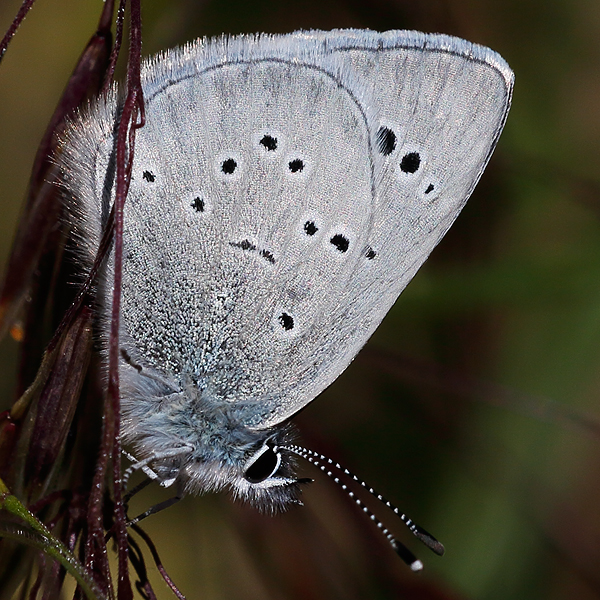 Glaucopsyche lygdamus