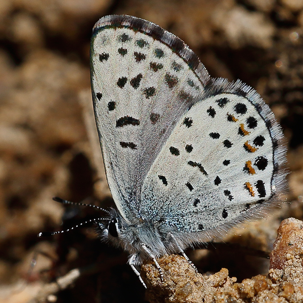 Euphilotes enoptes