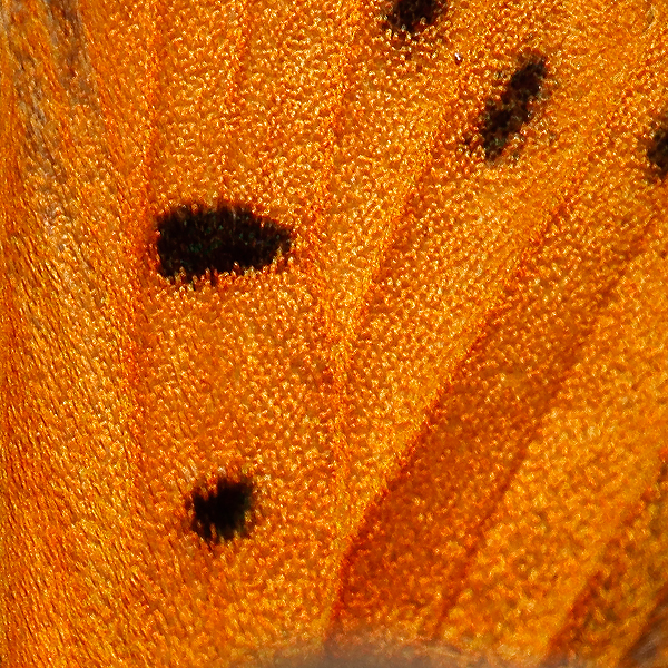 Lycaena rubidus