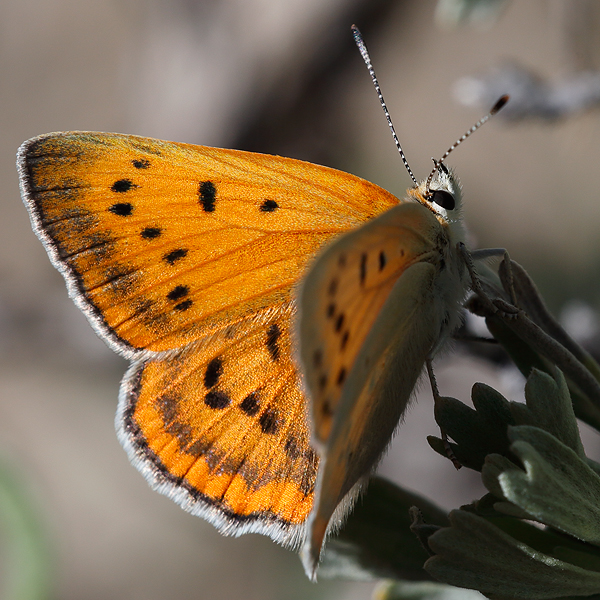 Lycaena rubidus