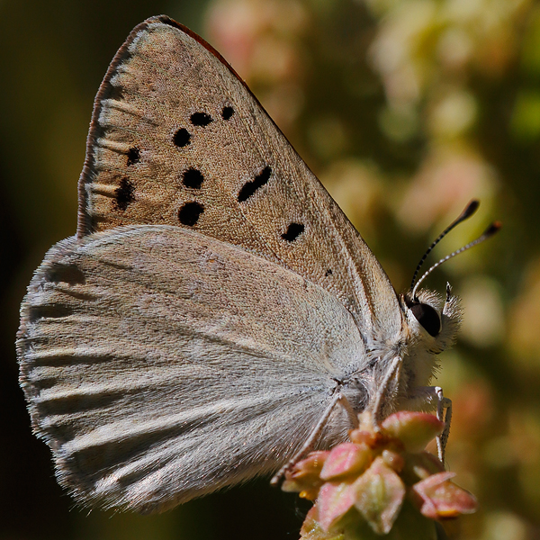 Lycaena rubidus