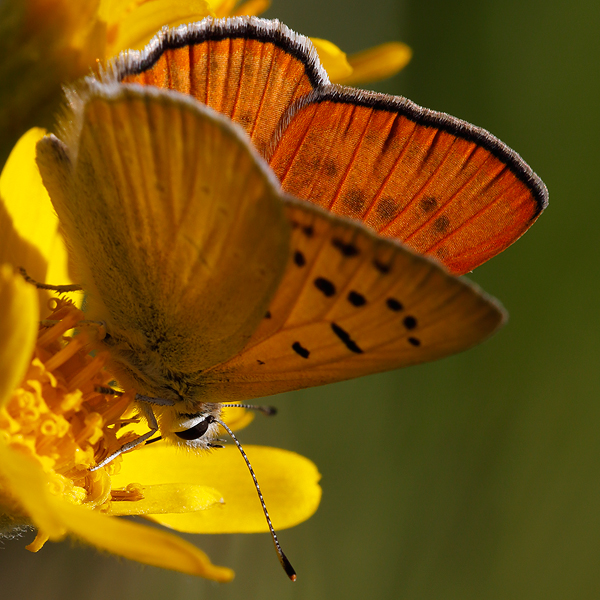 Lycaena rubidus