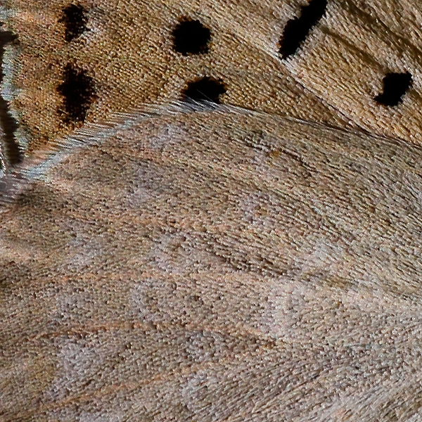 Lycaena rubidus