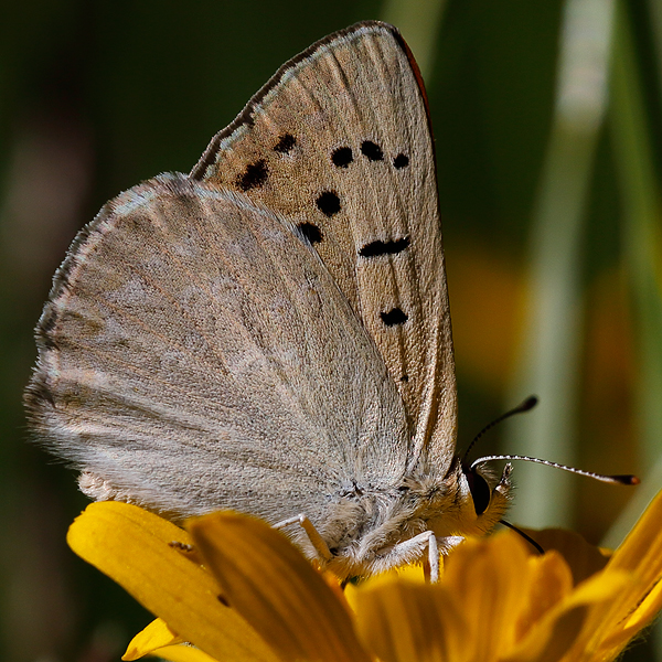 Lycaena rubidus