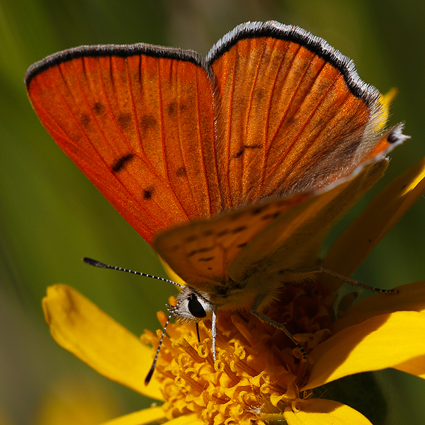 Lycaena rubidus