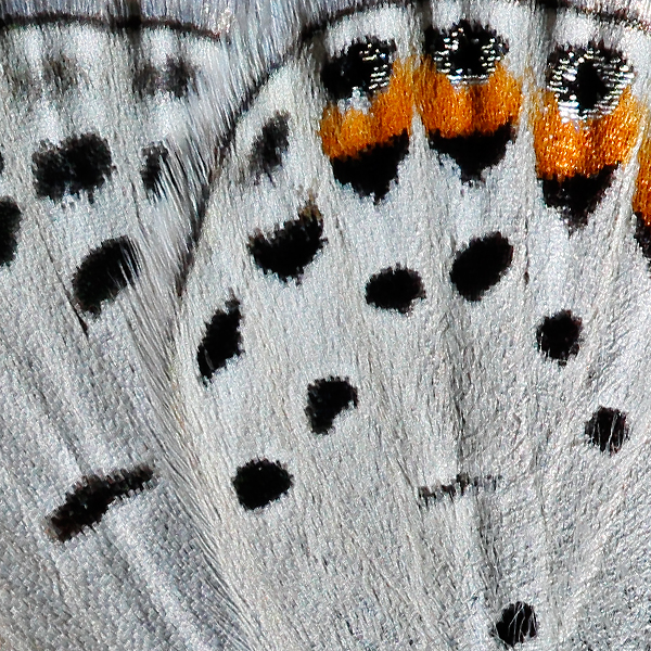 Plebejus lupini