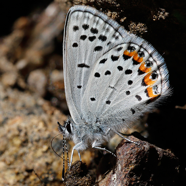 Plebejus lupini