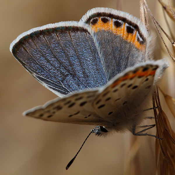 Plebejus lupini