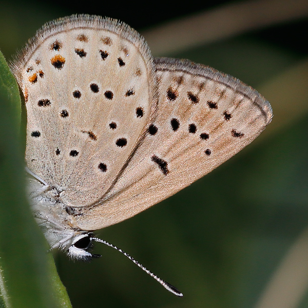 Plebejus saepiolus