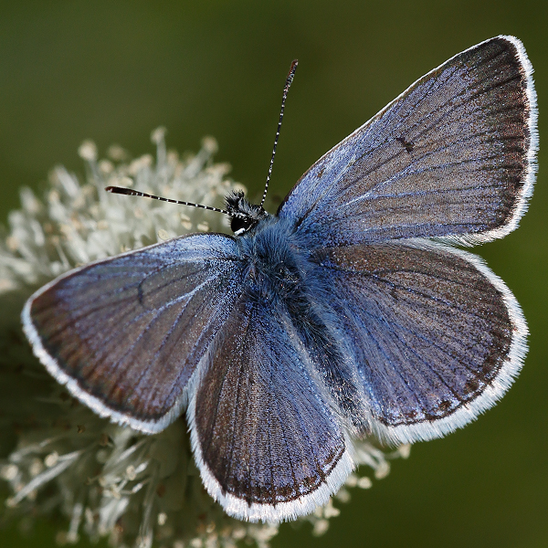 Plebejus saepiolus