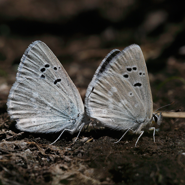 Plebejus icarioides