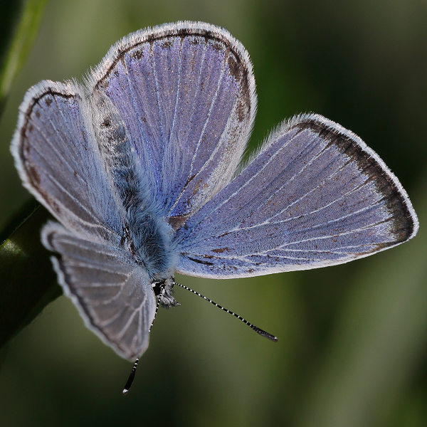 Plebejus icarioides