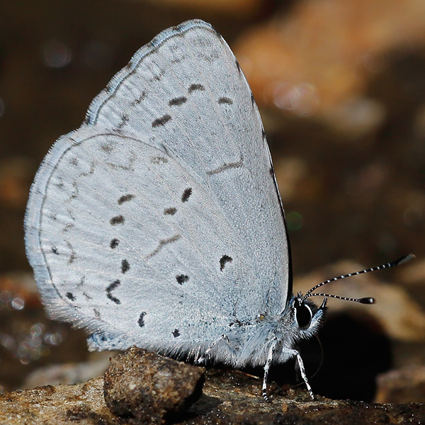 Celastrina echo