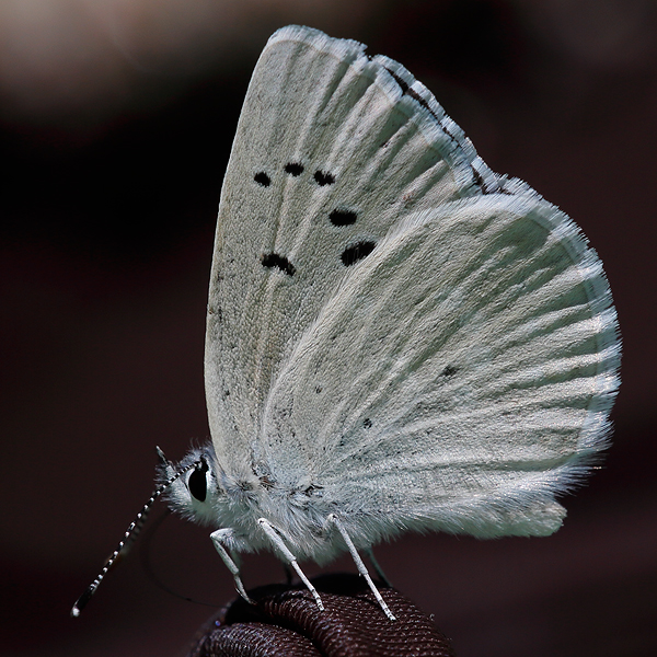 Plebejus icarioides