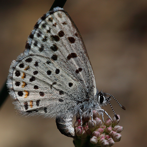 Euphilotes ancilla