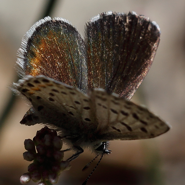 Euphilotes ancilla