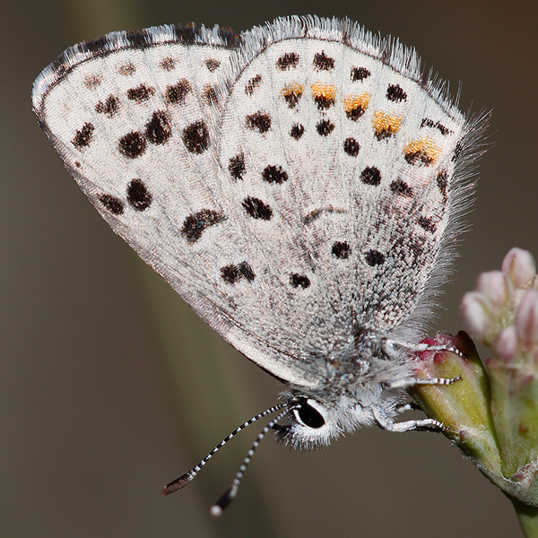 Euphilotes ancilla