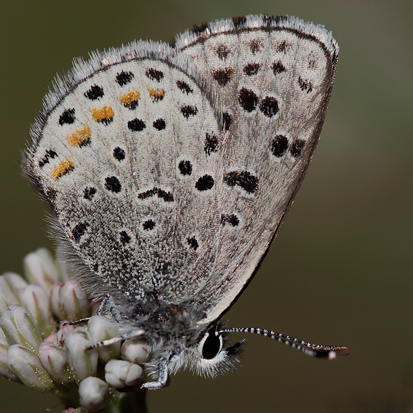 Euphilotes ancilla