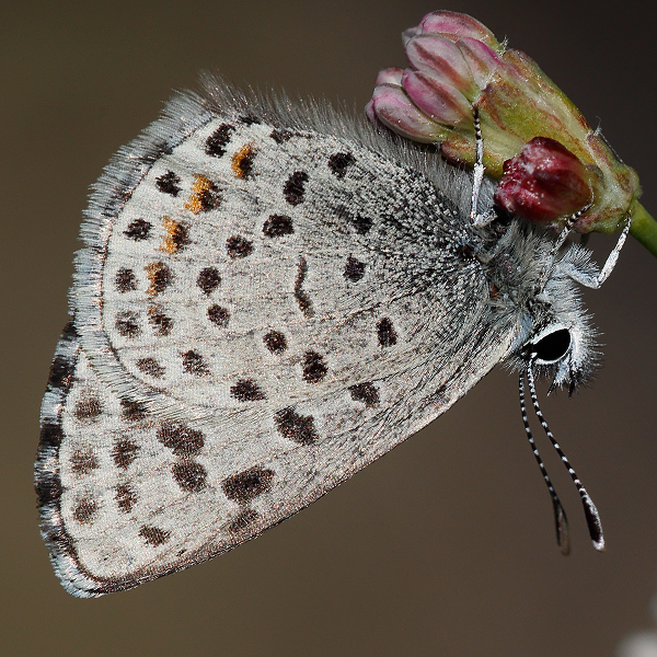 Euphilotes ancilla