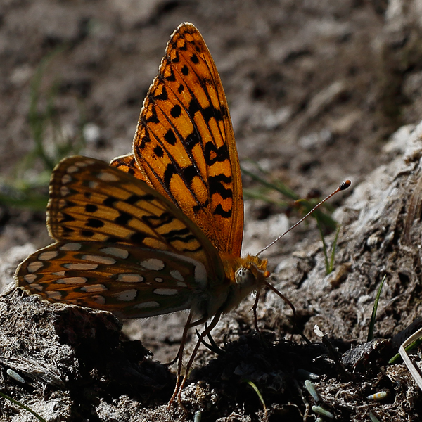 Speyeria coronis