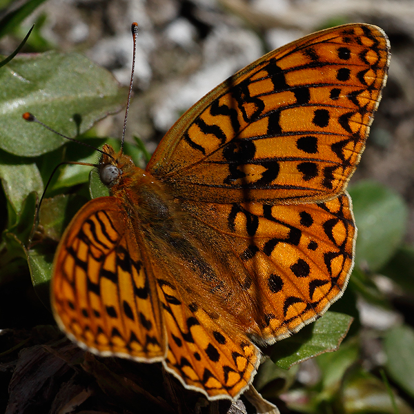 Speyeria coronis