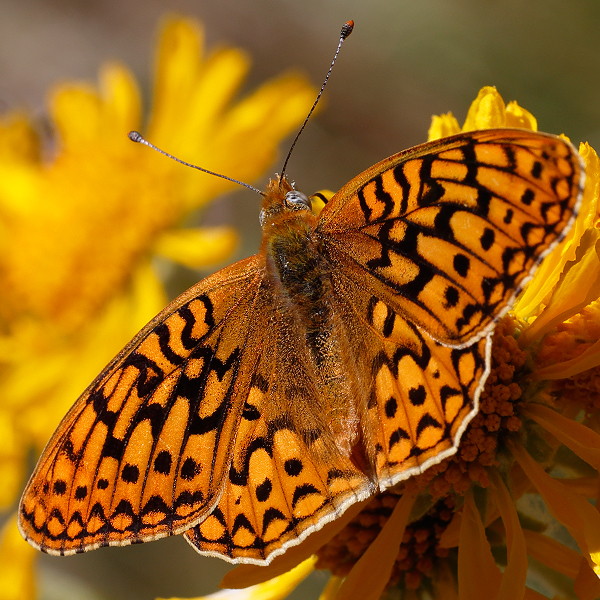 Speyeria coronis